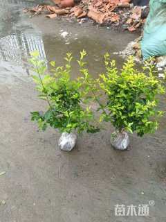 高度40厘米金禾女贞