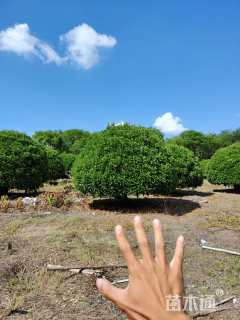 高度200厘米非洲茉莉球