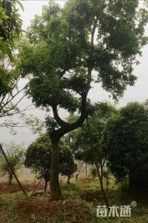 15公分朴树