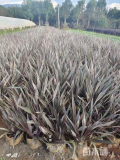 高度50厘米赛亚麻