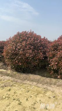 冠幅120厘米红叶石楠球