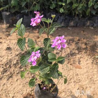 高度15厘米韭兰