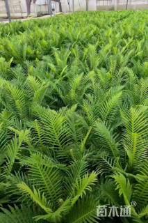 高度50厘米乌毛蕨
