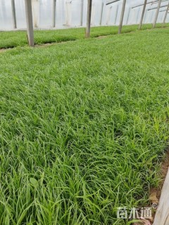 高度6厘米青绿苔草