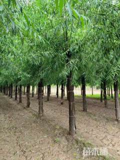11公分柳树