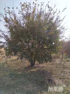 高度500厘米丛生元宝枫