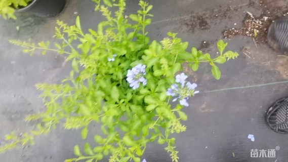 高度30厘米蓝雪花