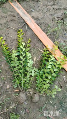 高度50厘米金叶女贞小苗
