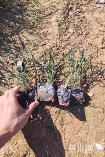 高度20厘米细叶麦冬草