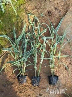 高度35厘米花叶芦竹