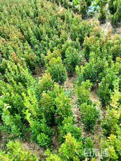 高度40厘米瓜子黄杨