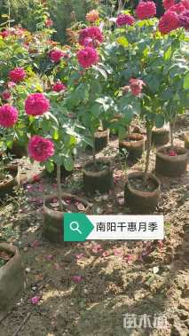 高度110厘米月季