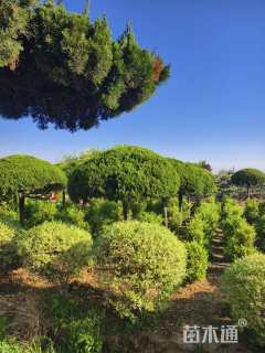 12公分造型龙柏