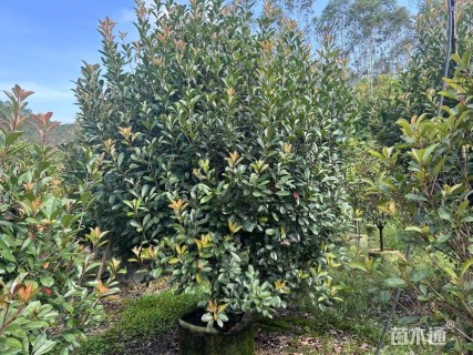 冠幅250厘米红叶石楠球