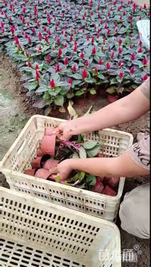 高度40厘米一支笔