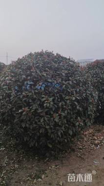 冠幅220厘米红叶石楠球