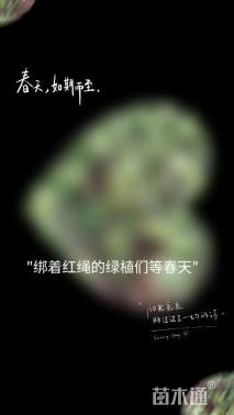 高度100厘米冬青小苗