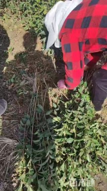 0.6公分大叶女贞