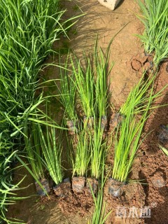 高度20厘米马莲