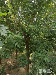 17公分复叶槭