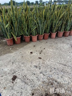 高度80厘米含笑