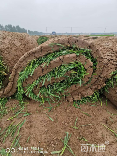 草卷状早熟禾草