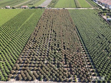 冠幅50厘米大叶黄杨球