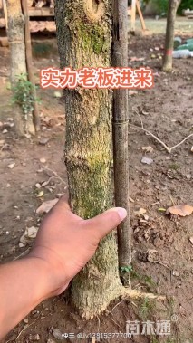 高度280厘米瓜子黄杨
