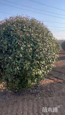 冠幅180厘米红叶石楠球