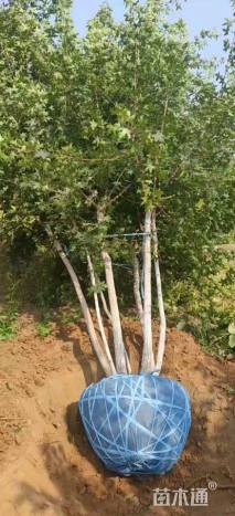 高度400厘米丛生五角枫