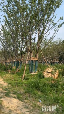 12公分(5杆)丛生朴树