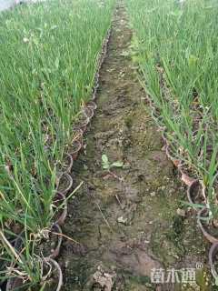 高度15厘米紫娇花