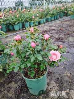 高度30厘米大花月季