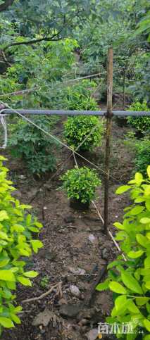 冠幅50厘米黄榕球