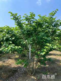 高度190厘米丛生紫荆