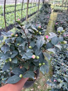 冠幅200厘米茶花球