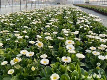 高度30厘米雏菊