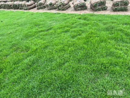 草卷状马尼拉草