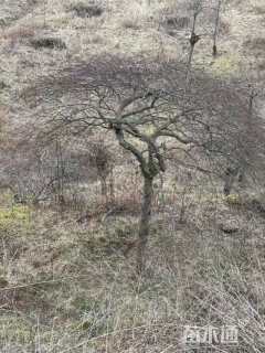 高度150厘米羽毛枫