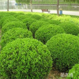 冠幅100厘米龙柏球