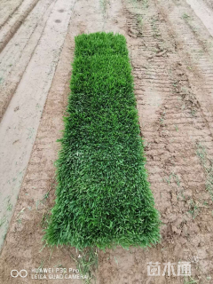 混播黑麦草