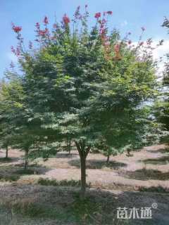 10公分中国红枫