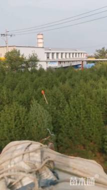 高度300厘米白皮松