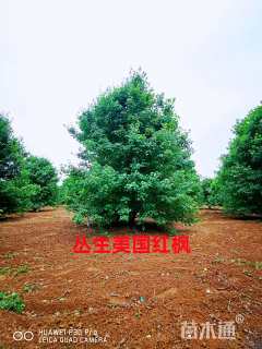 高度500厘米丛生美国红枫
