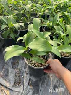 高度22厘米铃兰