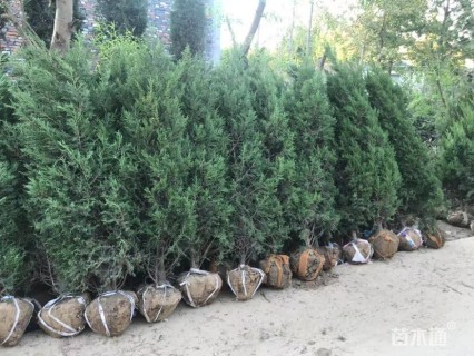 高度210厘米塔柏