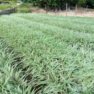 高度20厘米银边山菅兰