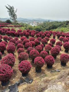 冠幅150厘米红花继木球