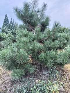 高度250厘米黑松