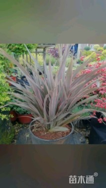 高度60厘米新西兰亚麻